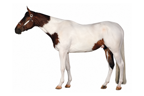 Tobiano - American Paint Horse