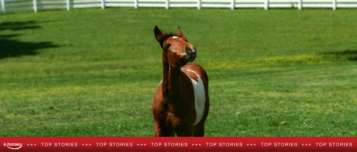 Die beliebtesten ehorses-News 2021