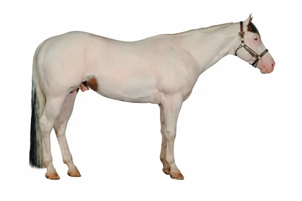 Tovero - American Paint Horse