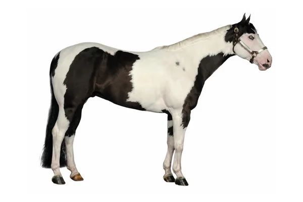 Tovero - American Paint Horse