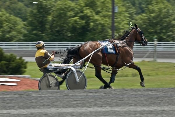 Trabrennen: Pferd und Jockey im Sulky von der Seite