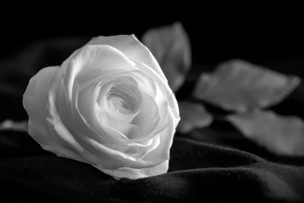 Nahaufnahme einer eleganten weißen Rose in Schwarz-Weiß auf dunklem Samtstoff als Symbol des Abschieds und des Gedenkens.