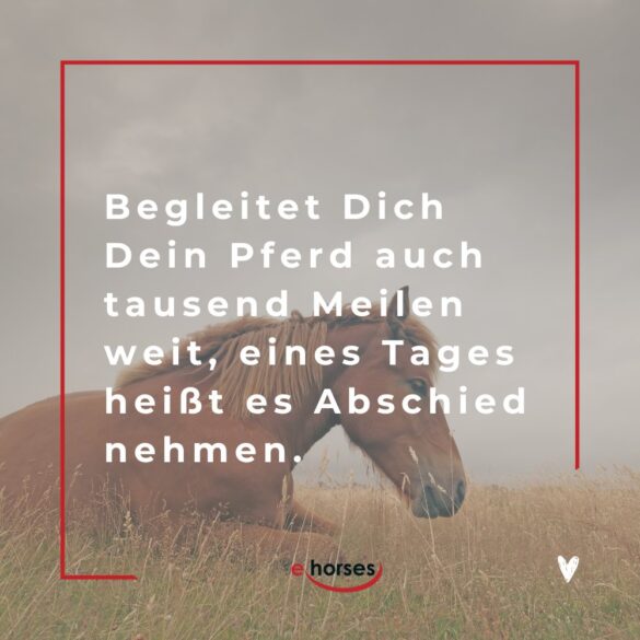 Die 100 schönsten Pferdesprüche mit Bildern ehorses