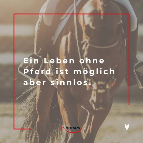 Die 100 schönsten Pferdesprüche mit Bildern ehorses