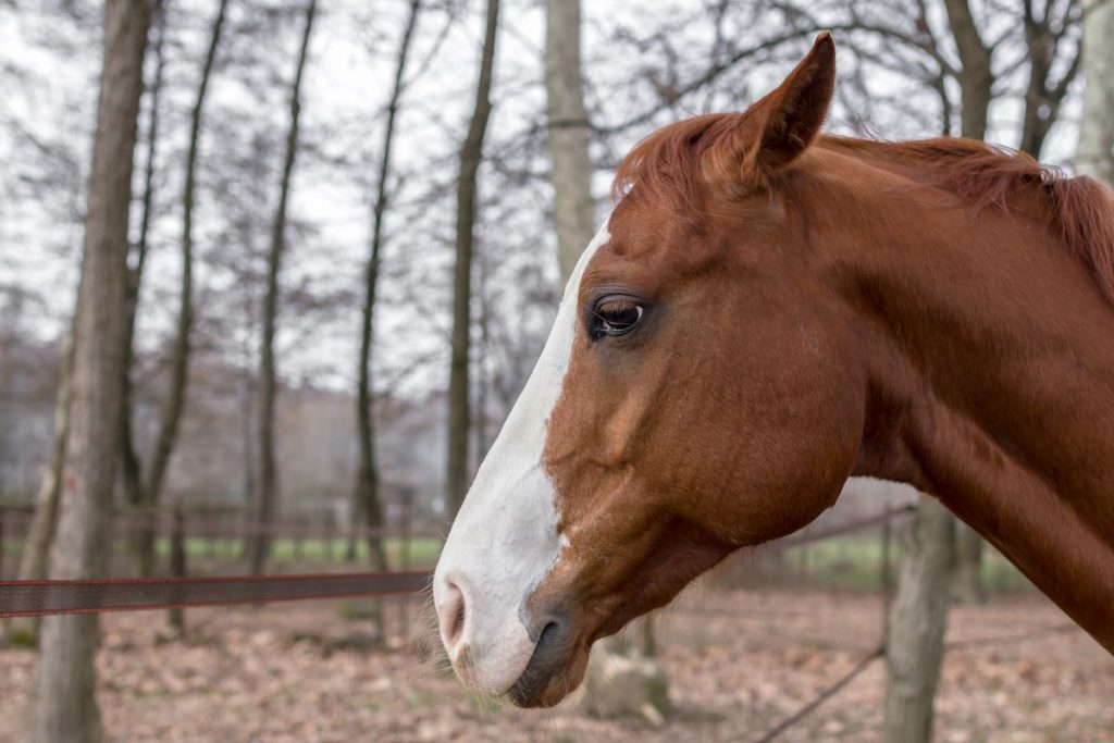 trauriges Pferd im Wald