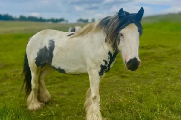 Ein schwarz-weiß geschecktes Tinker-Pferd (Gypsy Cob) steht auf einer grünen Wiese und blickt nach vorne. Das Pferd hat eine auffällige, dichte hellblonde Mähne und starke Befederung an den Beinen. Im Hintergrund sind hügelige Landschaften mit Bäumen unter einem bewölkten Himmel zu sehen, sowie ein weiteres Pferd in der Ferne.