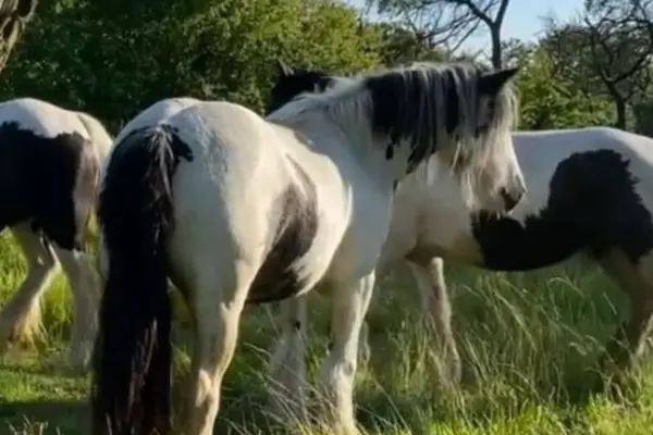 Ein Foto von drei piebald gescheckten Kaltblutpferden (Tinker-Typ) mit markantem Kötenbehang und voller Mähne, die ruhig in einem grünen Grasfeld unter einem sonnigen Himmel stehen. Im Zentrum ist ein überwiegend weißes Pferd mit schwarzen Flecken und zweifarbiger Mähne zu sehen, das nach rechts blickt. Links ist das Hinterteil eines anderen schwarz-weißen Pferdes zu sehen. Der Hintergrund besteht aus grünen Büschen und Bäumen.