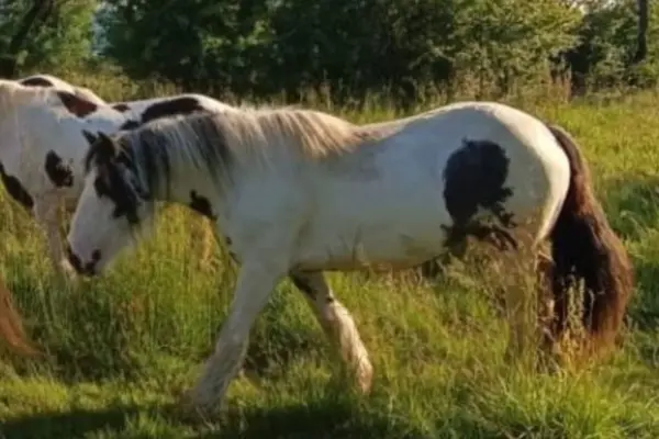 Ein markantes, tobiano-geschecktes Tinkerpferd (braun-weißes Muster) geht im Profil durch eine hohe grüne Wiese. Sein Kopf ist gesenkt. Im Hintergrund grast ein weiteres geschecktes Pferd unter dichten Bäumen.