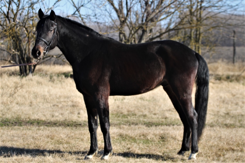 Ungarisches Sportpferd von der Seite