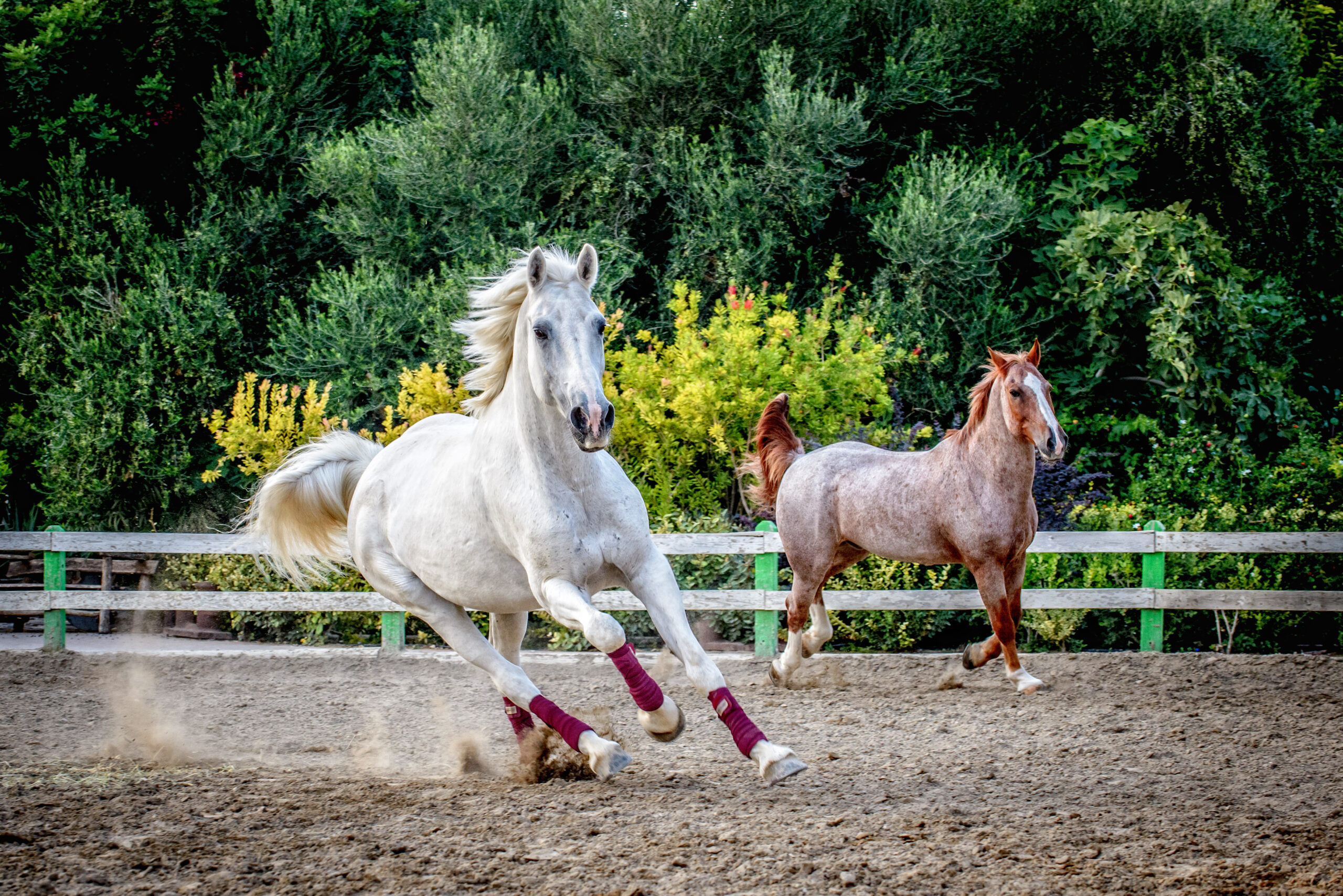 Urlaub mit Pferd: Zwei Pferd