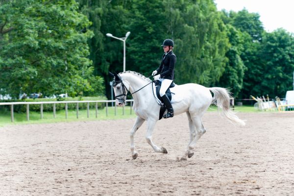 Dressurreiten: Ein Pferd mit seinem Reiter im Galopp