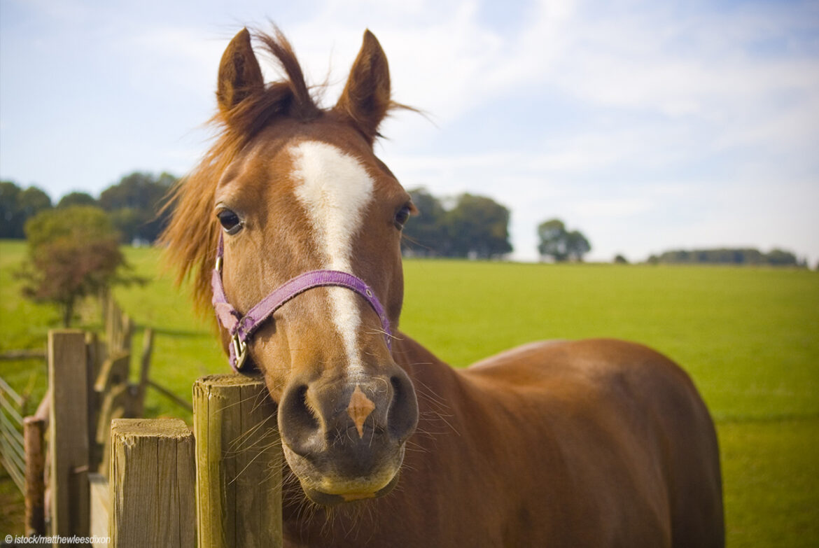 Welches Pferd passt zu mir? Teste, welche Pferderasse zu Dir passt!