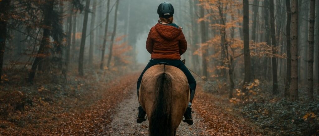 Pferd und Reiter von hinten in einem Wald.