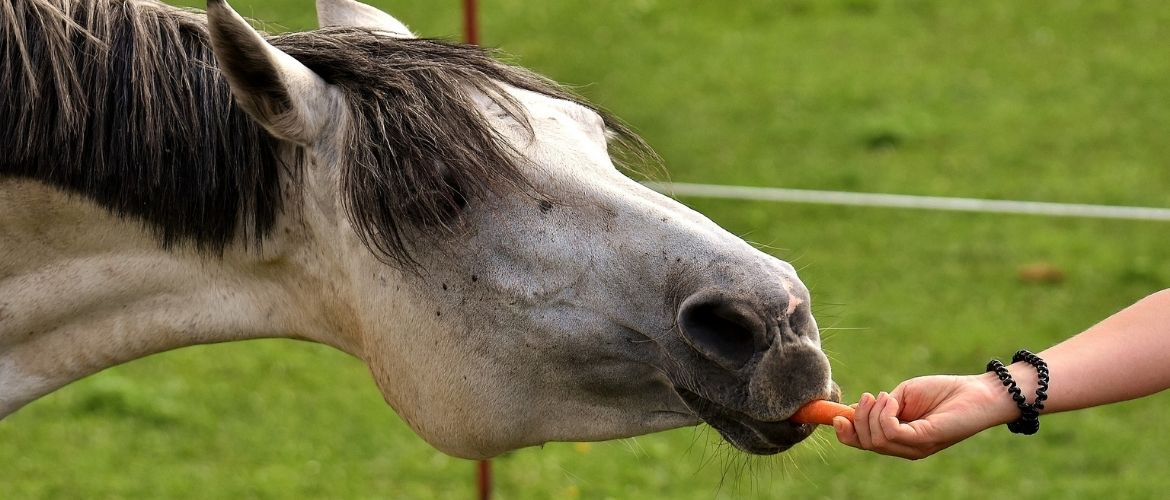 Was fressen Pferde: Schimmel frisst eine Karotte aus der Hand des Pferdebesitzers