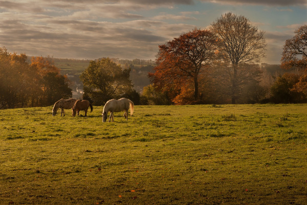 weidegang-pferd-herbst-sonnenuntergang