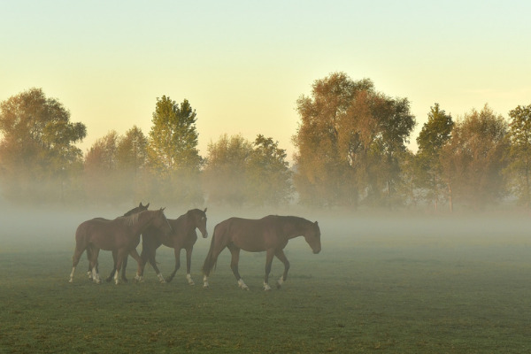 weidegang-pferd-herde-morgennebel