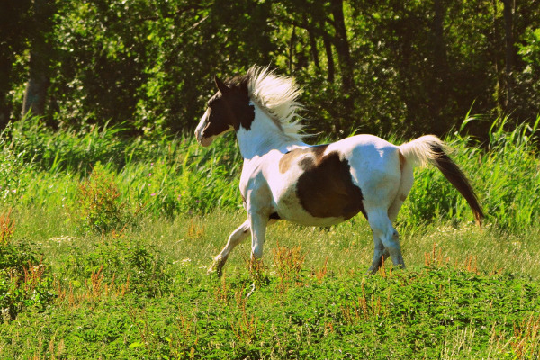 weidegang-pferd-schecke-wiese-galopp