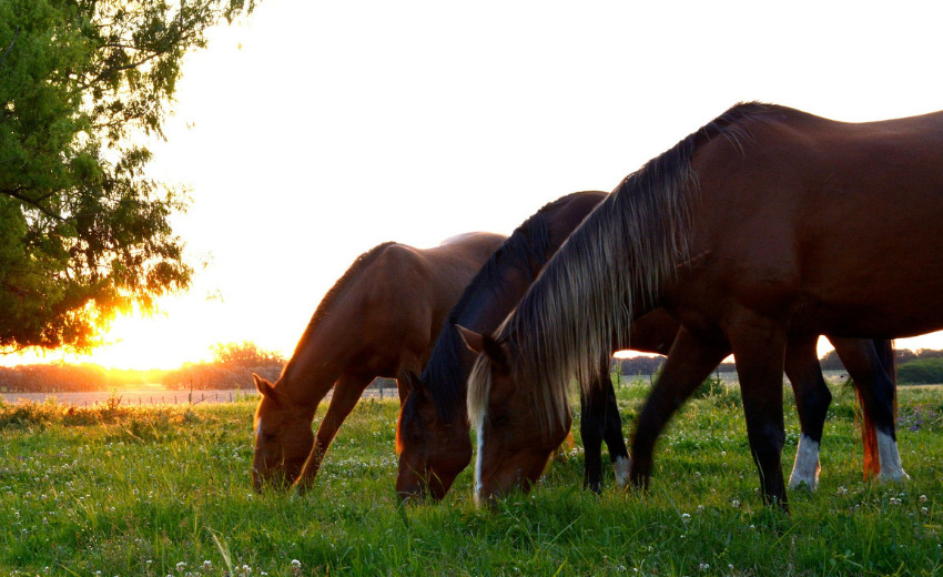 Weidegang bei Pferden – Das musst Du bei der Fütterung beachten