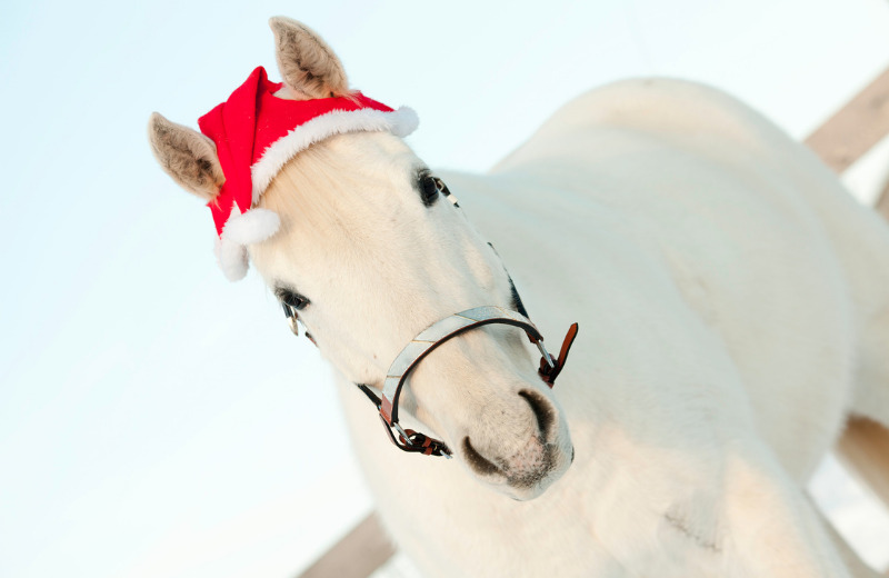 Weihnachtsmützen & festliche Verkleidungen fürs Pferd