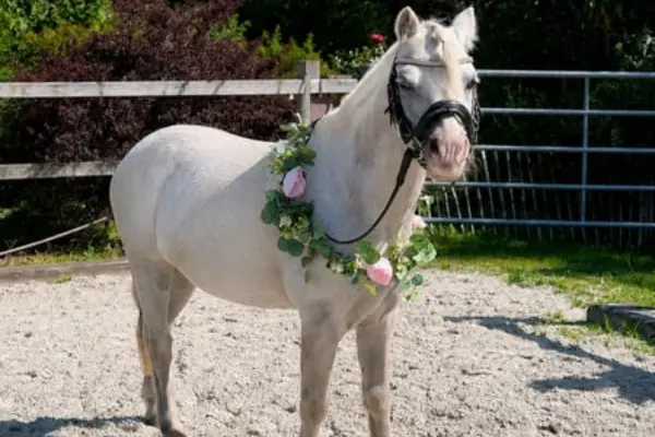 Ein weißer Schimmel (Welsh-A-Wallach) steht auf einem sandigen Reitplatz im Sonnenlicht. Das Pony trägt eine schwarze Trense und einen dekorativen Kranz aus grünen Blättern sowie rosa Rosenblüten um den Hals. Im Hintergrund sind ein Holzzaun, ein Metalltor und grüne Sträucher zu sehen.