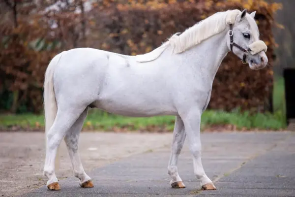 Ein weißer Schimmel (Welsh-A-Wallach) steht im seitlichen Profil auf einem gepflasterten Weg. Das Pony trägt ein dunkles Halfter mit Lammfell-Polsterung auf dem Nasenrücken. Der Hintergrund zeigt unscharfe Sträucher mit herbstlich braunem Laub und eine grüne Rasenfläche.