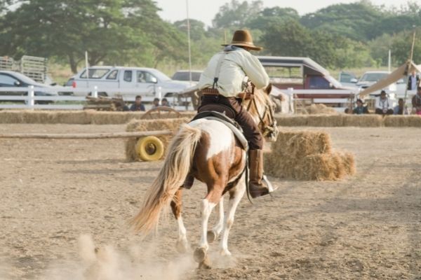 Westernreiten: Mann auf Pferd von hinten