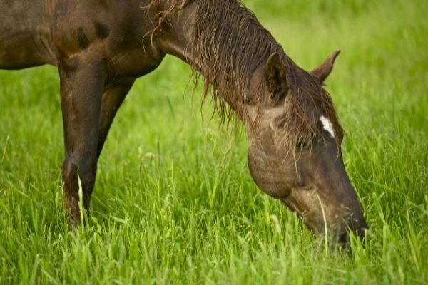 wie lange kann man ein Pferd reiten: Pferd auf einer Wiese.