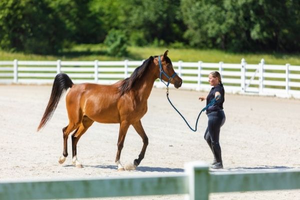 wie lange kann man ein Pferd reiten: Pferd am Halter mit einer frau auf einem Sandplatz.