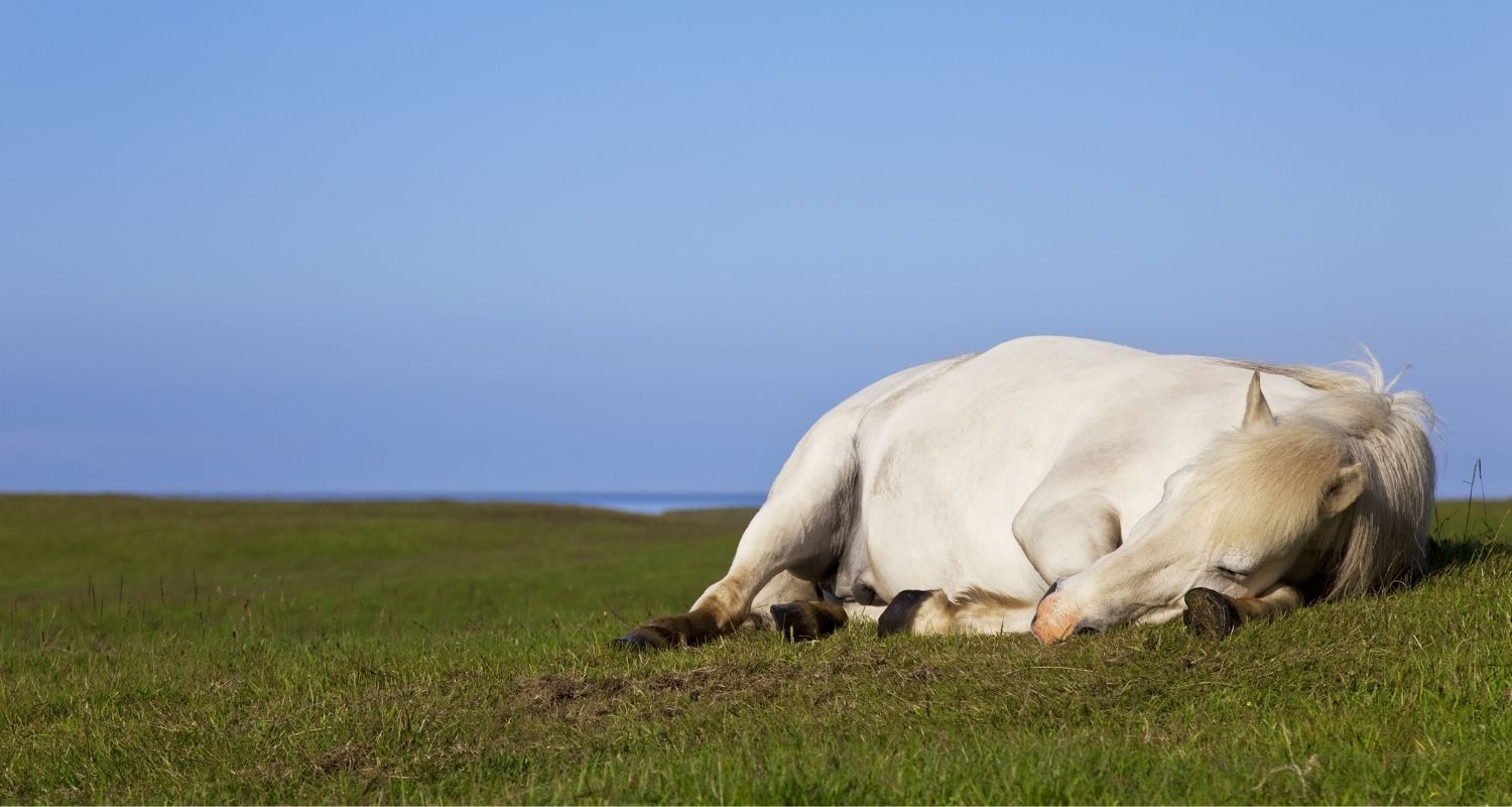 Wie Lange Schlafen Pferde Im Liegen www.ehorses.de