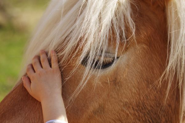 Wie viel kostet ein Pferd: Pferd wird am Kopf gestreichelt