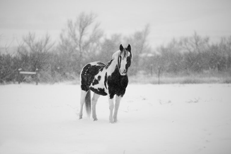 Wintertraining mit dem Pferd