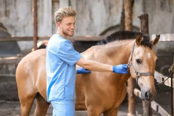 Selen beim Pferd: Tierarzt untersucht ein Pferd.