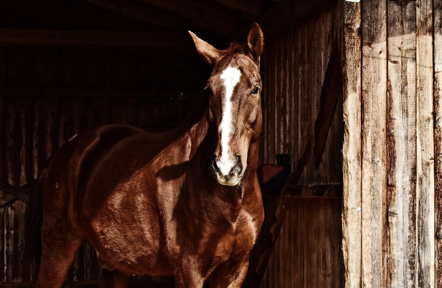 Wohnen Beim Pferd