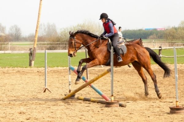 Working Equitation: Disziplinen