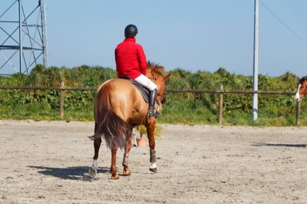 Working Equitation: Pferd mit Reiter