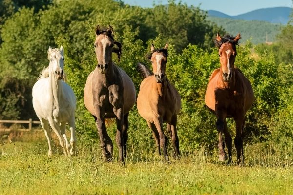 Wundversorgung und Wundheilung beim Pferd: Pferde auf der Wiese