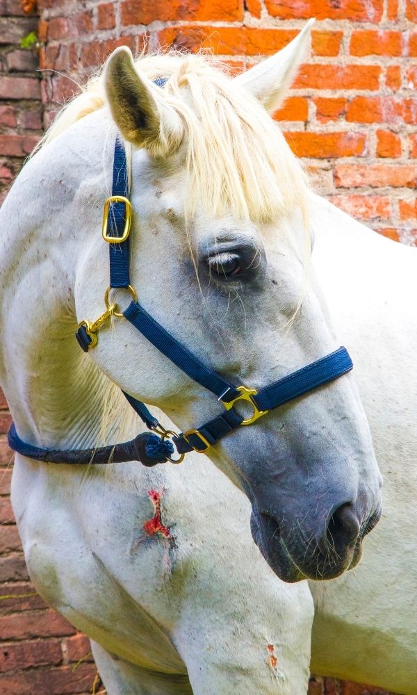 Wundversorgung und Wundheilung beim Pferd: Schimmel mit Wunde