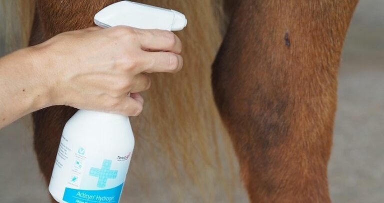 Wundversorgung & Wundheilung beim Pferd – Wichtige Tipps