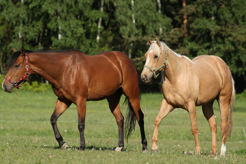 Wurmkur beim Pferd: Behandlung