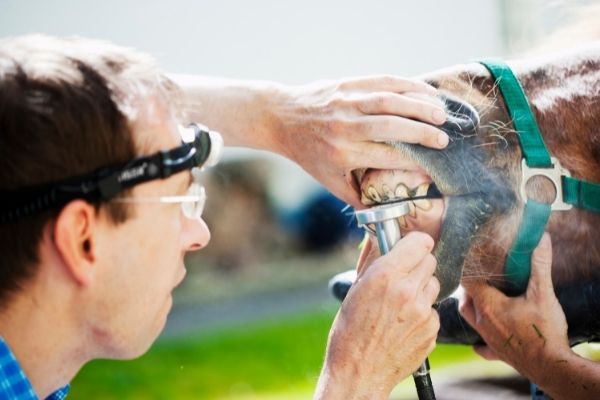 Zahnprobleme Pferd: Zahnarzt behandelt ein Pferd