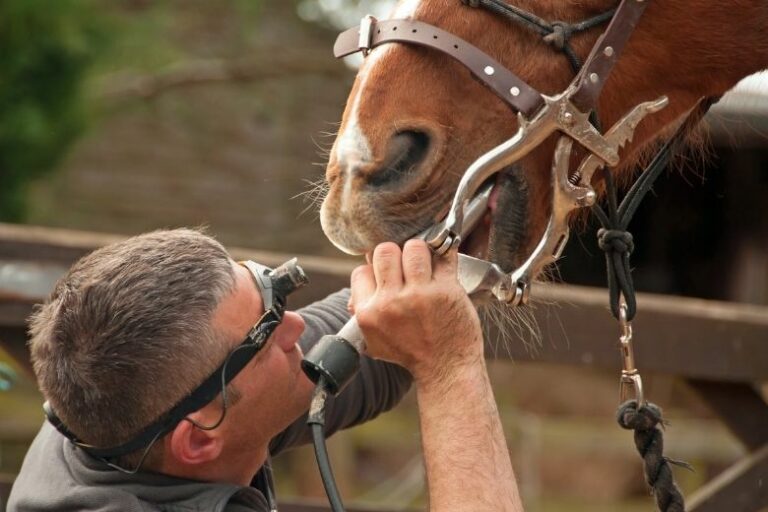 Zahnprobleme beim Pferd erkennen und behandeln