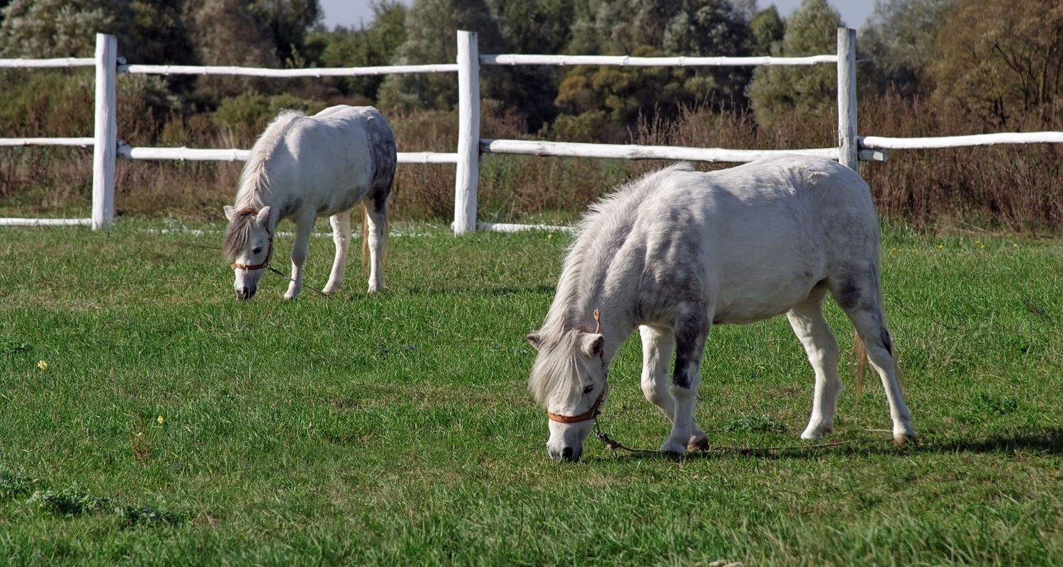 Zinkmangel beim Pferd – Symptome, Ursachen & Co.