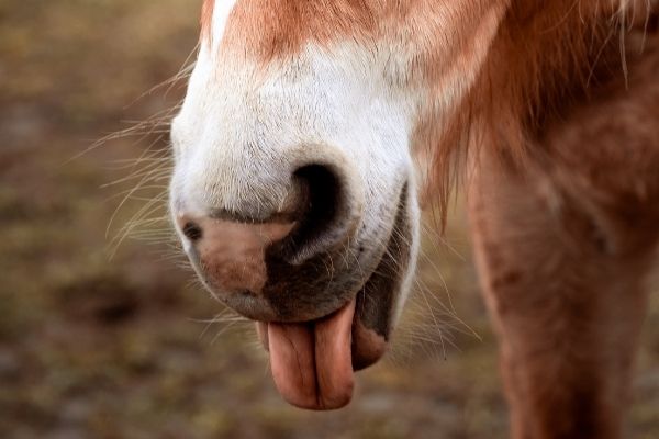 Pferd streckt Zunge aus