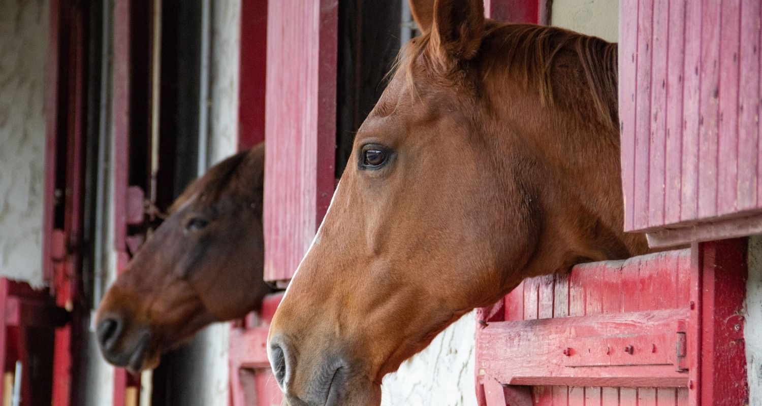 Temperatur Pferd: Zwei Pferde schauen mit dem Kopf aus dem Stall